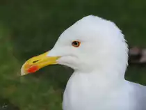 Seitenportait einer Mittelmeerm�we (Zoo Barcelona, Dezember 2011)