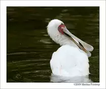 Schmalschnabell�ffler (Platalea alba). Afrikanischer L�ffler oder Rosenfu�l�ffler - Grugapark Essen