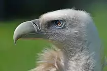 G�nsegeier im Tierpark Berlin 30.04.2011