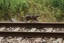 Eine getigerte Katze spaziert ruhig �ber die Bahngleise am Haltepunkt Zscherben. [4.7.2017 - 12:38 Uhr]