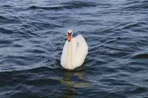 Ein Schwan schwimmt auf dem S��en See am Campingplatz Seeburg im Mansfelder Land (Nordstrand). [19.8.2017 - 8:06 Uhr]