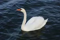 Ein Schwan schwimmt auf dem S��en See am Campingplatz Seeburg im Mansfelder Land (Nordstrand). [19.8.2017 - 8:06 Uhr]