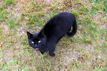 Ein sehr zutraulicher Kater entdeckte den Fotografen auf dem Gelnde des ehemaligen Bahnbetriebswerks Lutherstadt Wittenberg anlsslich der jhrlichen Bahnaktionstage. [24.9.2017 - 14:30 Uhr]