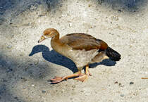 Junge Nilgans am Rheinufer in Bonn - 07.07.2017