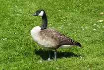 Kanadagans am M�nchweiher am Schlo� Br�hl - 07.08.2017