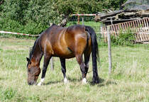 Pferd auf einer Weide bei Euskirchen - 03.08.2017