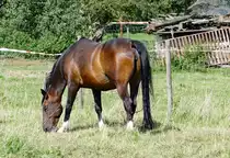 Pferd auf einer Weide bei Euskirchen - 03.08.2017