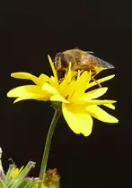 Schwebfliege auf Bl�te 21.08.2017