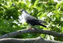 Taube im Ge�st eines Baumes in Bonn - 07.07.2017