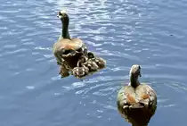 Nilganspaar mit 3 K�ken im M�nchsweiher am Schlo� Br�hl - 07.08.2017