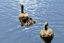 Nilganspaar mit 3 Kken im Mnchsweiher am Schlo Brhl - 07.08.2017