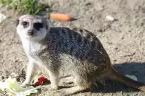 Ein Erdm�nnchen inmitten veganer Nahrung. (April 2009) 