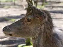 Ein Seitenportrait einer Europ�ischen Rothirschkuh. (April 2009) 