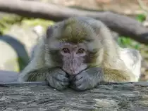 Ein sch�chtern dreinschauender Berberaffe. (April 2009) 