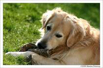 Snoopy - Golden Retriever Rde