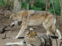 Leichte Unstimmigkeiten zwischen zwei Eurasischen Wlfen. (April 2009)