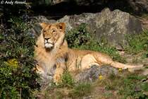  Hier bin ICH der Chef !!!  Afrikanischer L�we