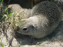 Ein europ�ischer Ziesel erkundet seine kleine Welt. (April 2009)
