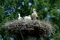 Jungst�rche in einem Horst in Kitlitz; 11.6.2017