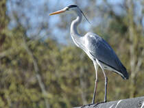 Ein Graureiher beobachtet die Umgebung. (April 2009)