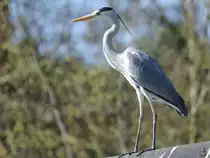 Ein Graureiher beobachtet die Umgebung. (April 2009)