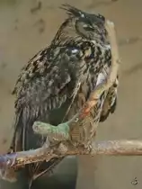 Ein Europ�ischer Uhu (April 2009)