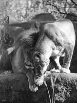 Diesen beiden Lwen kann man die gemeinsame Zuneigung sicherlich nicht absprechen. (April 2009)