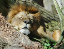 Auch ein Lwe braucht mal Ruhe und Entspannung. (April 2009)