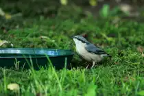 Ein junger Kleiber in unserem Garten; 11.06.2017