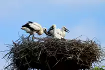 Jungst�rche in einem Horst in Kitlitz; 18.6.2017