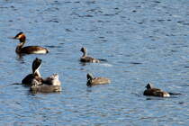 Eine Haubentaucher Familie in Ratzeburg; 02.07.2017