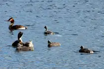 Eine Haubentaucher Familie in Ratzeburg; 02.07.2017
