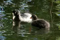 Ein Bl�sshuhn mit Jungvogel in Ratzeburg; 02.07.2017