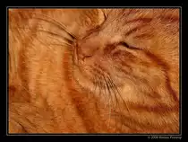 Peppino - Europ�isch Kurzhaar Kater 