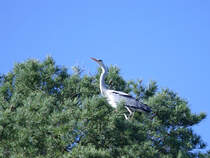 Ein Graureiher hat einen Platz hoch im Baumwipfel gefunden. (April 2009)