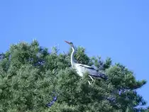Ein Graureiher hat einen Platz hoch im Baumwipfel gefunden. (April 2009)