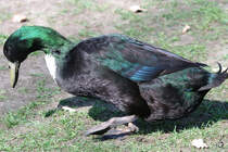 Die Pommernente ist auf der Suche nach etwas Essbarem. (April 2009)