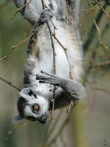 So ein Katta hngt manchmal einfach nur ab. (April 2009)