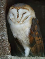 Ein Schleiereule in ihrem knstlichen Bau. (April 2009)