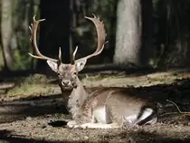 Dieser Europ�ischer Damhirsch g�nnt sich etwas Enspannung. (April 2009)