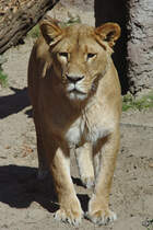 Diese Lwin macht einen kleinen Spaziergang. (April 2009)