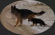 Niko vom Sonnenstern und
 Enya vom Ahrainer Schl�sserl