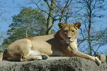 Eine L�win beobachtet die Umgebung von ihrem Thron aus. (April 2009)