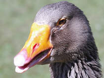 Eine Pommerngans im Portrait. (April 2009)