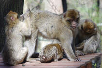Bei der Krperpflege der Berberaffen wird keine Stelle ausgelassen. (April 2009)