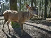 Diese Europ�ische Rothirschkuh schaut ein wenig skeptisch in die Kamera. (April 2009)