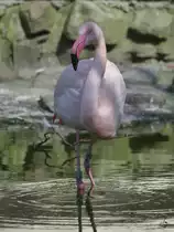 Ein Rosaflamingo schleicht durch das brackige Wasser. (April 2009)