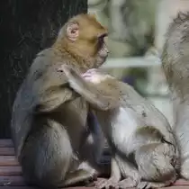 Zwei Berberaffen beim Spielen. (April 2009)