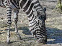 Ein Chapman-Steppenzebra. (April 2009)