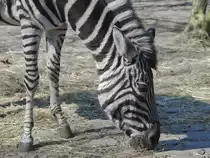 Ein Chapman-Steppenzebra. (April 2009)